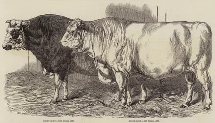 Prisboskap på Royal Agricultural Society